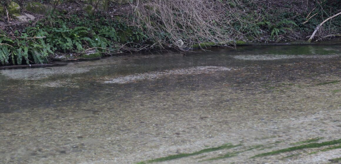 L’allarme di Legambiente Umbria: le alte temperature invernali stanno ritardando la riproduzione delle trote sui fiumi della Valnerina